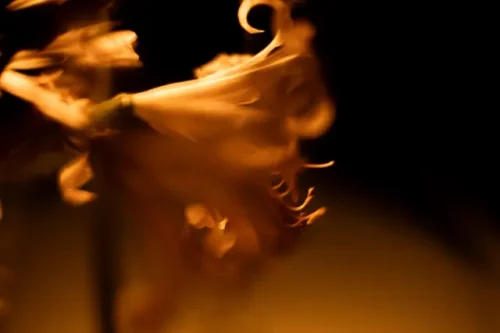 VE_isole_di_brissago_06_640