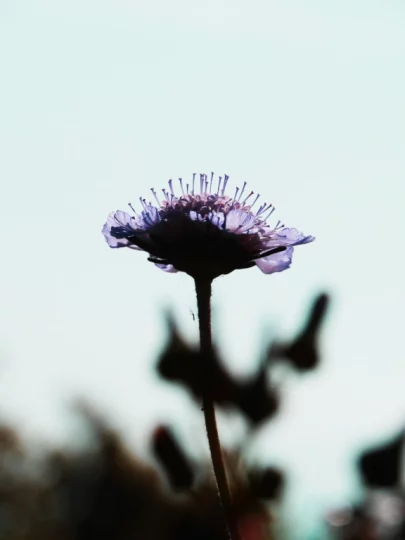 VE_isole_di_brissago_14_768