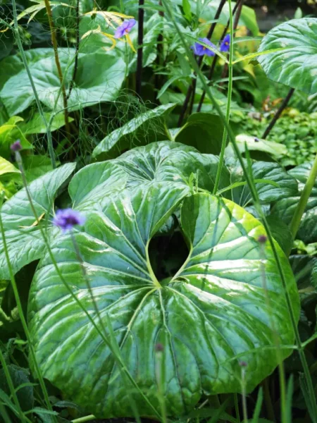 VE_isole_di_brissago_17_768